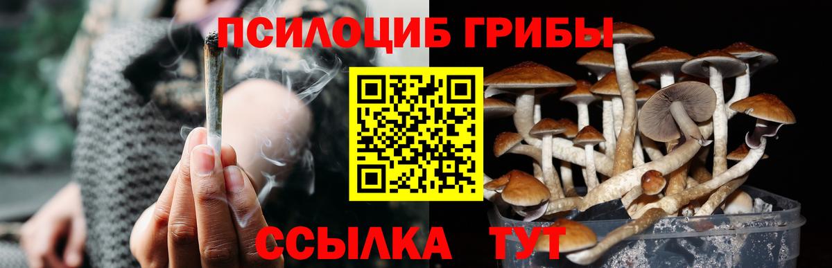 Галлюциногенные грибы Psilocybine cubensis Елец